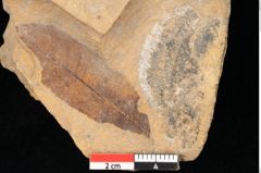 Foto (Detailsansicht) von Quercus palaeoilex Ettingshausen (NHMW-GEO-2024-0188-0753)